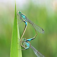 Blue-Tailed Damselflies mating 10 OLYMPUS DIGITAL CAMERA